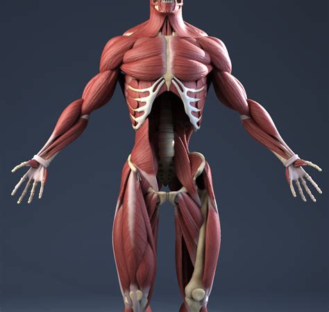 muscles 3d anatomy.